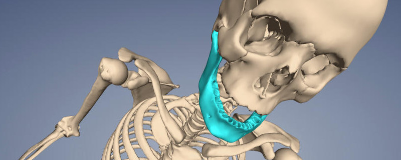 Primal Pictures - Anatomy Viewer