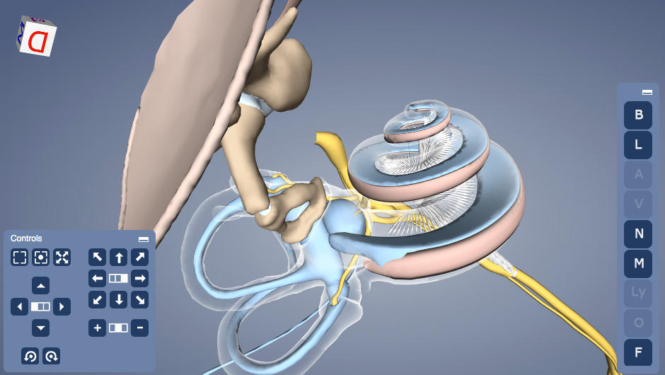 Extreme close-up of the structure of the inner ear