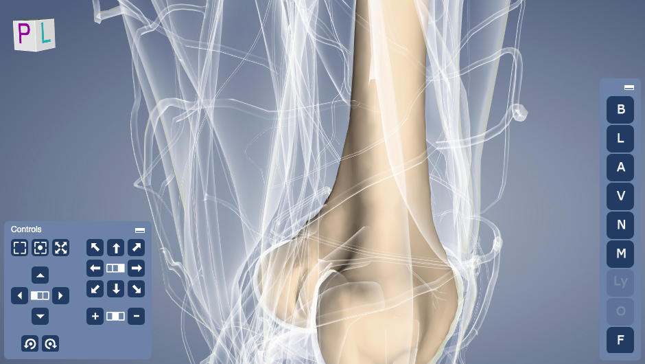 Femur in context with transparent surroundings