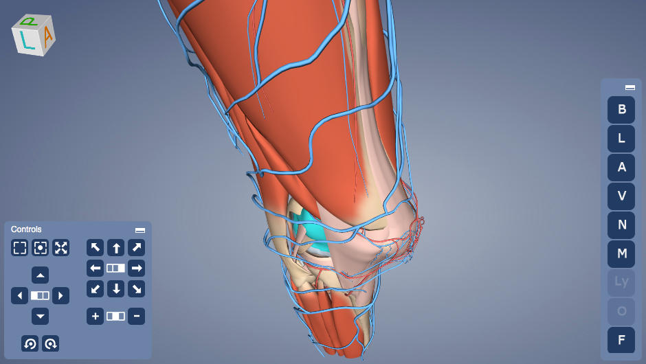 Knee muscles, veins and arteries