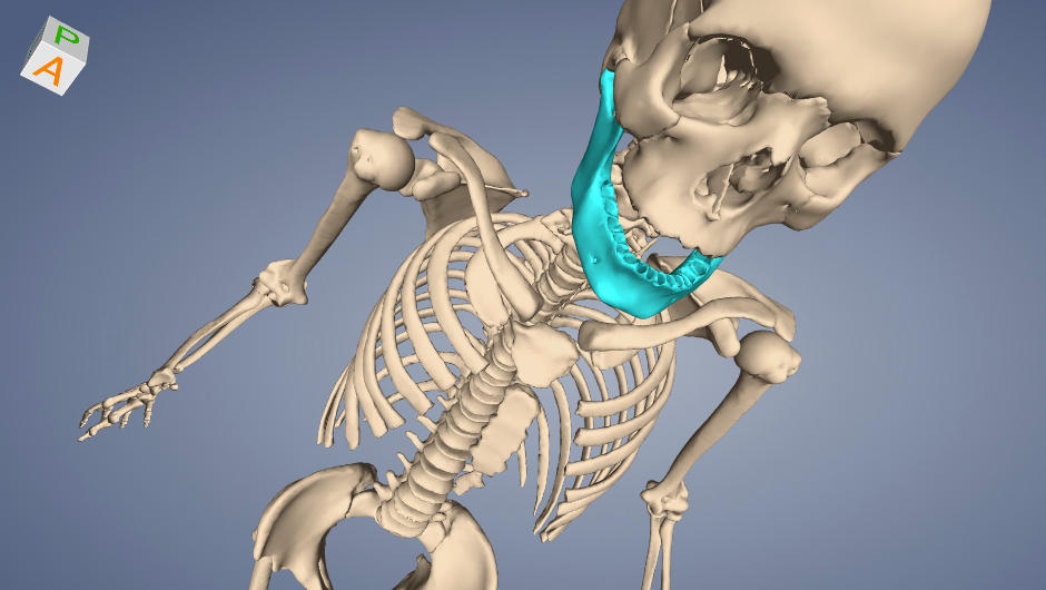 Human skeleton view