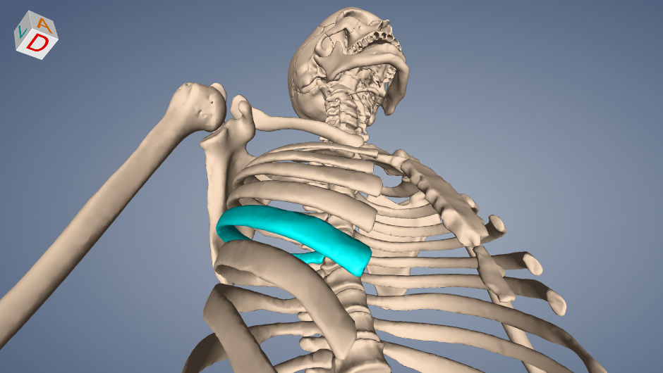 Alternative view of the human skeleton